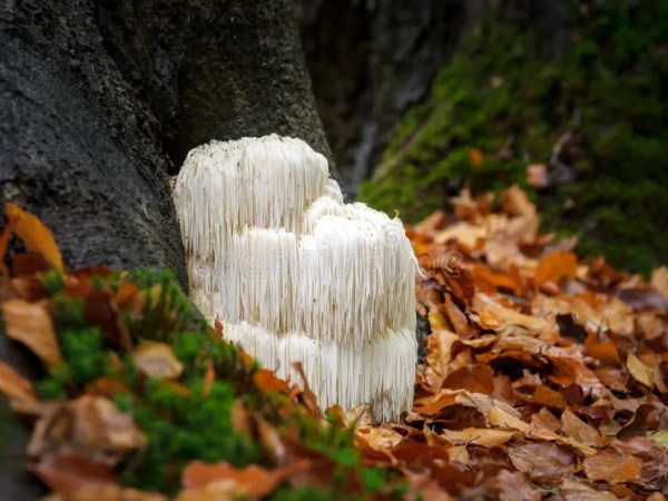 Unlocking the Benefits of Lion’s Mane&nbsp;Mushroom