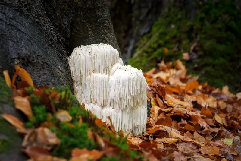 Unlocking the Benefits of Lion’s Mane&nbsp;Mushroom